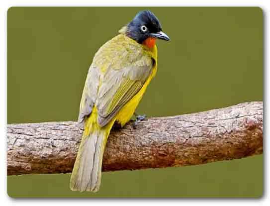  Goa State bird, Ruby Throated Yellow Bulbul, Pycnonotus gularis